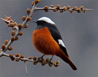 …of which the smart Güldenstädt’s Redstart is one of the most sought-after.